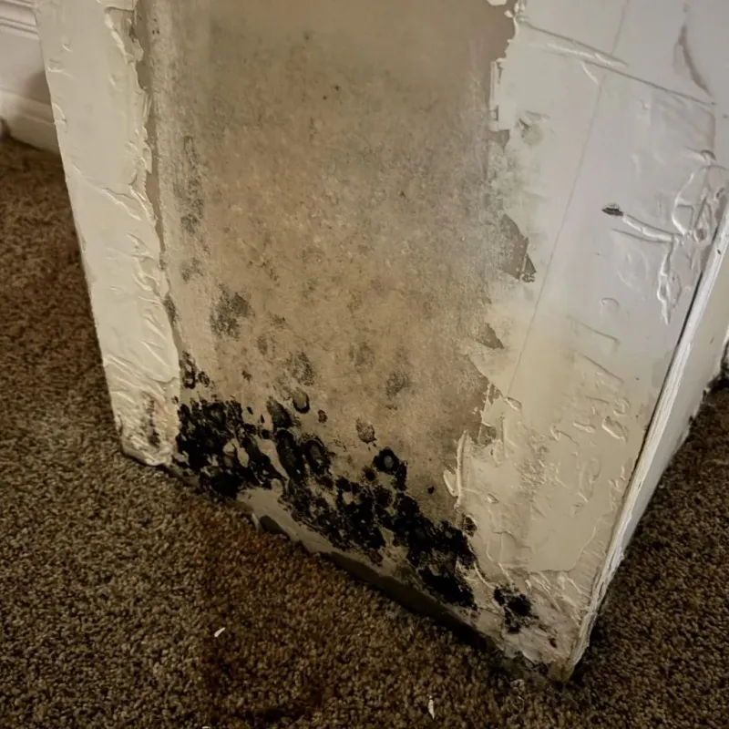 Professional Mold Removal in Velva, ND